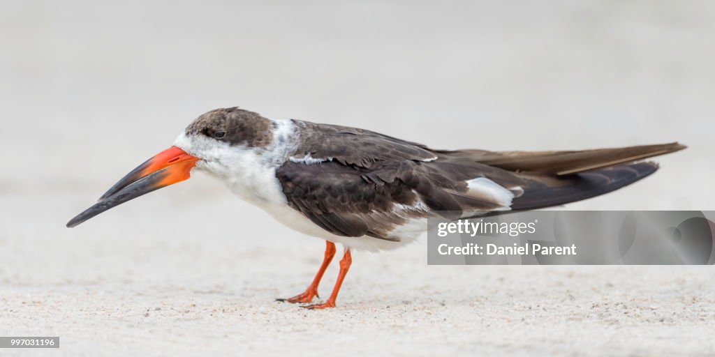 Beach skimmer