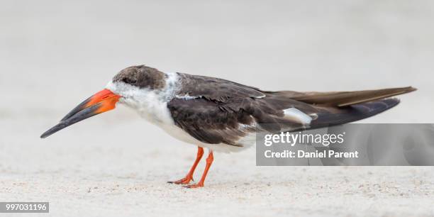 beach skimmer - charadriiformes stock pictures, royalty-free photos & images