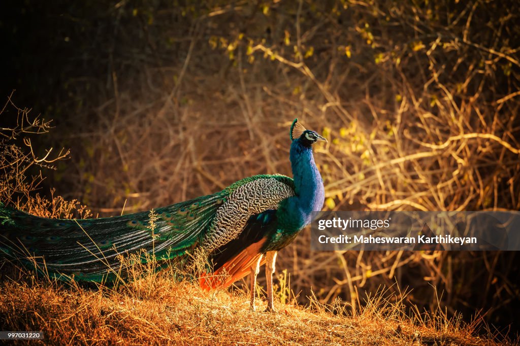 Posing Peacock