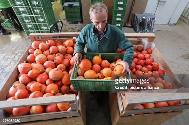 Reinhard Wittwer looking at harvested Hokkaido pumpkins in his vegetable farm in Bastorf, Germany, 05 October 2017. Most Hokkaido pumpkins are fully...