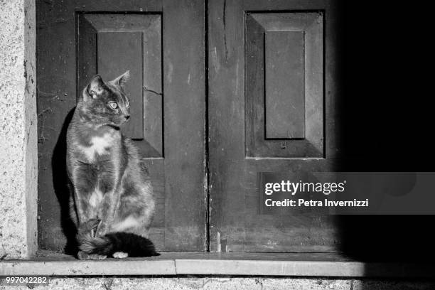 the guardian - petra invernizzi stock pictures, royalty-free photos & images