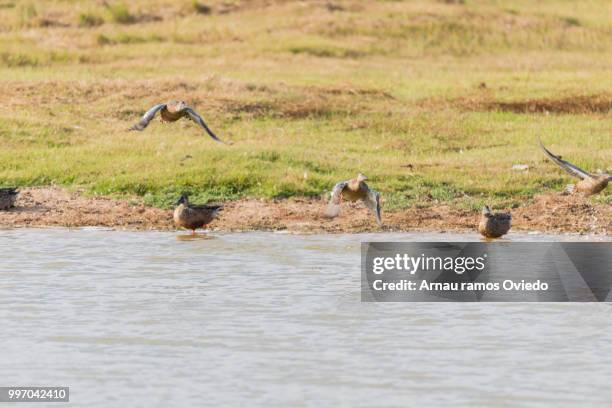 mallard, ana platyrhynchos - anseriformes stock pictures, royalty-free photos & images