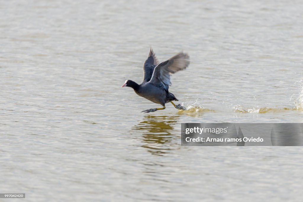 Common Coot swimming