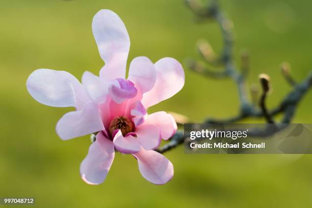 sternmagnolie - schnell stock pictures, royalty-free photos & images