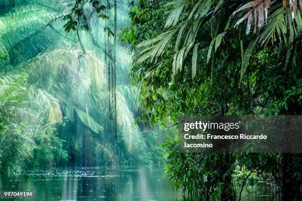 into the rainforest - iacomino costa rica stock pictures, royalty-free photos & images