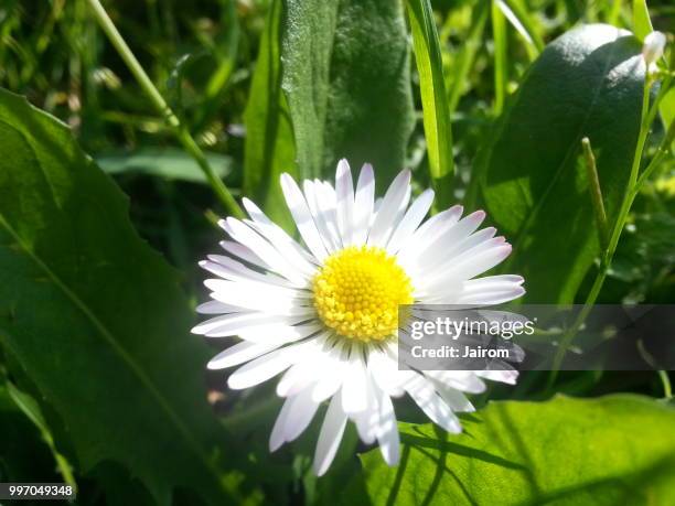 paquerette - paquerette imagens e fotografias de stock