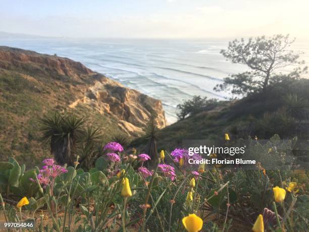 poppies in the late afternoon 1 - blume stock pictures, royalty-free photos & images