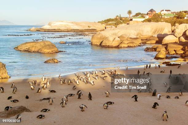 penguins and pearls - snello stock pictures, royalty-free photos & images