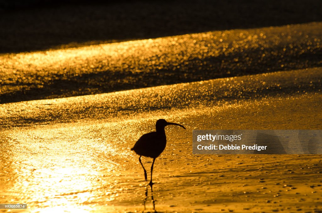 Golden glimmering sands