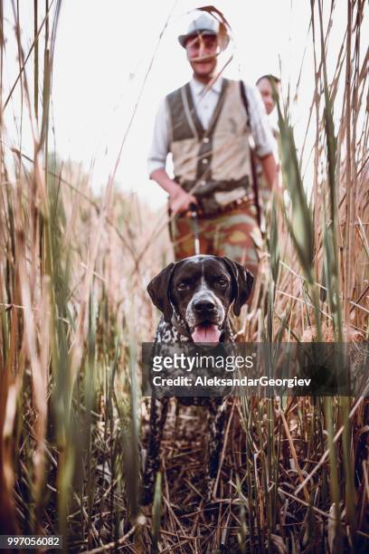 faithful pointer dog leading hunter through swamp - hobby bird of prey stock pictures, royalty-free photos & images