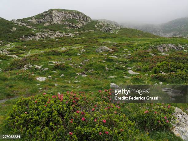 wild alpenroses on alpine pasture in strona valley (valstrona or valle strona) - alpenrose stock pictures, royalty-free photos & images