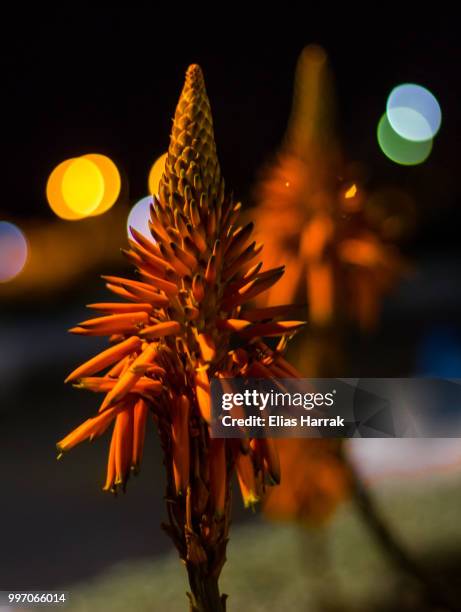 136 Harrak Stock Photos, High-Res Pictures, and Images - Getty Images