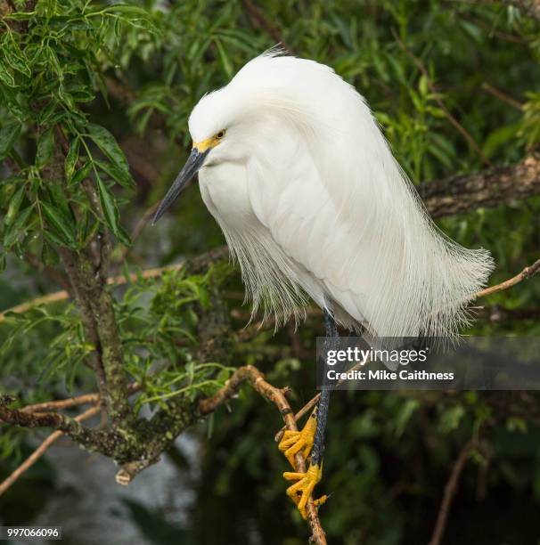 snowy egret - snowy egret stock pictures, royalty-free photos & images