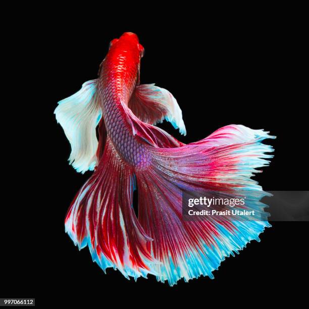 big ear halfmoon white-red betta - animal black background fotografías e imágenes de stock