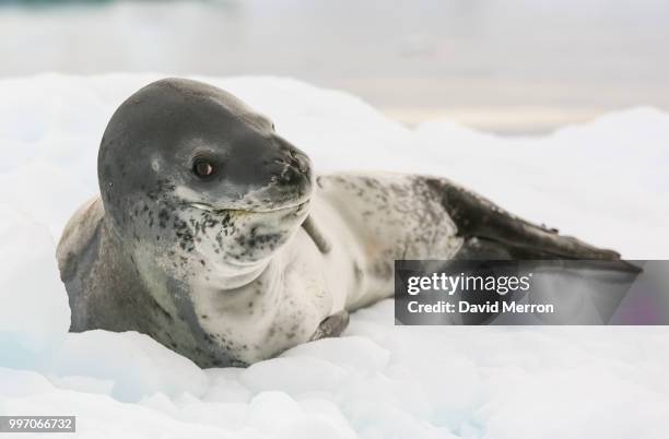 i see you - leopard seal stockfoto's en -beelden