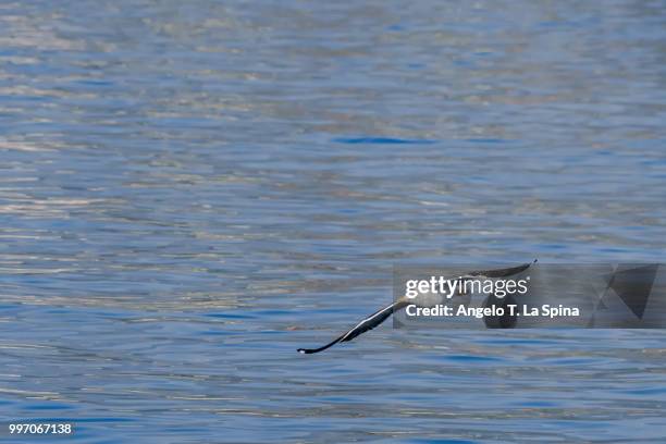 Jonathan Livingston Seagull