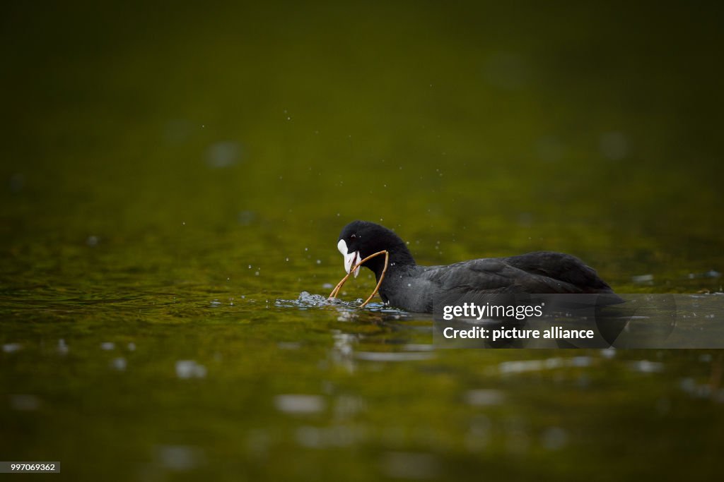 Bald coot