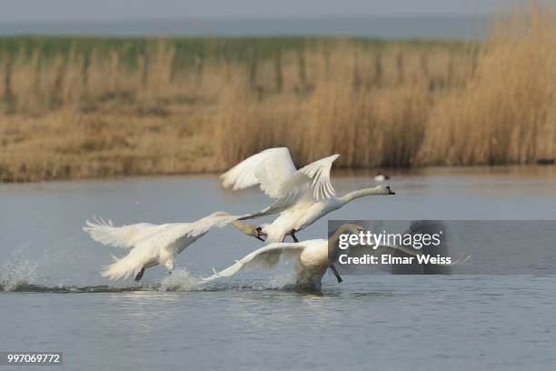 mating season... - whooper swan stock-fotos und bilder