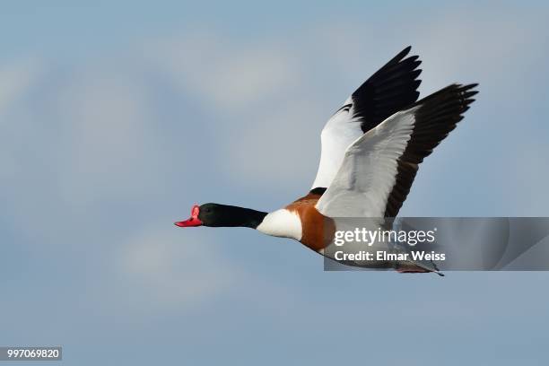 common shelduck - aythyinae stock pictures, royalty-free photos & images