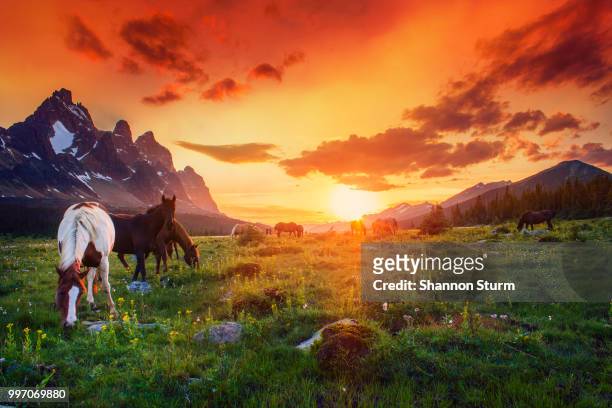 horses grazing at sunset - sturm stock pictures, royalty-free photos & images