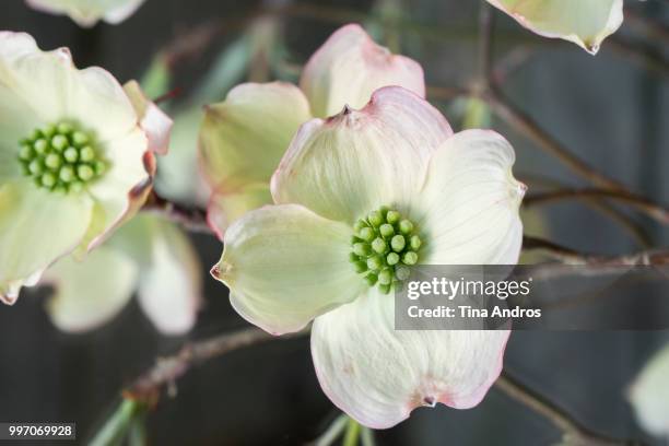 dogwood blossom 3 - dogwood blossom stockfoto's en -beelden