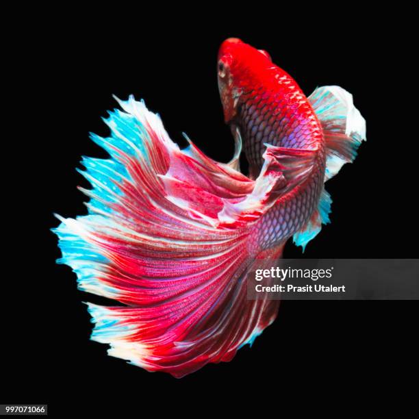 red-white betta - pampered pets stock pictures, royalty-free photos & images