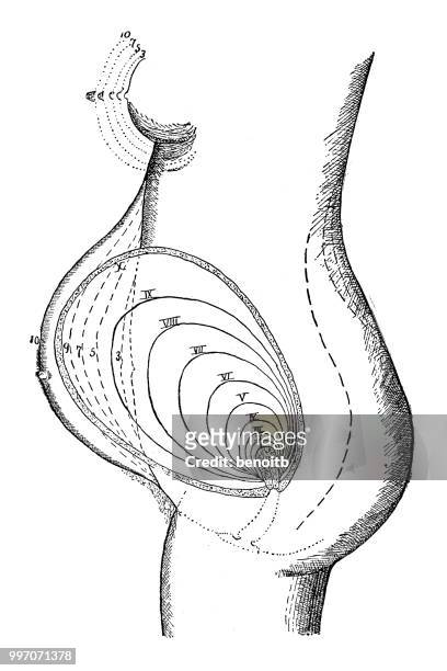 pregnancy diagram - vulva stock illustrations