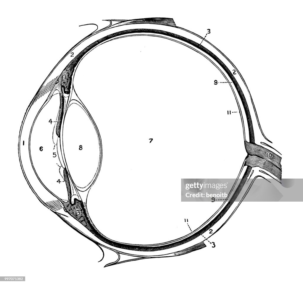 Anatomia dos olhos