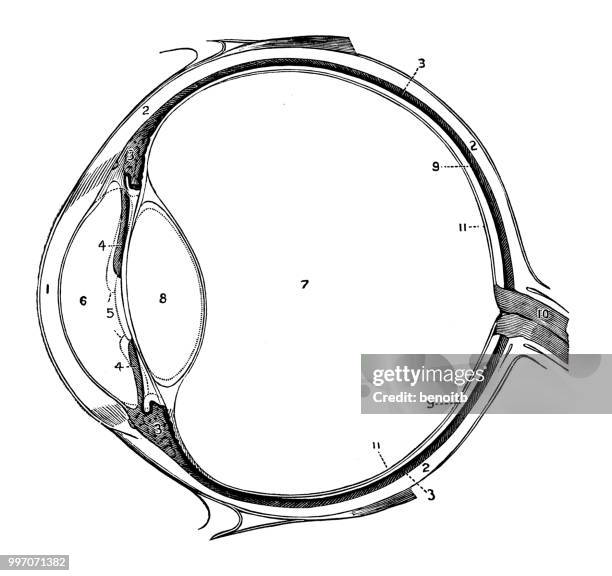 anatomy of the eye - cornea stock illustrations