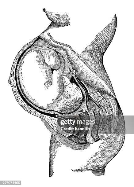 illustrazioni stock, clip art, cartoni animati e icone di tendenza di gravidanza - intestino crasso umano