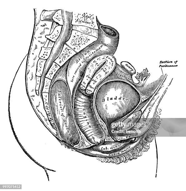 weibliche anatomie-diagramm - genitalien stock-grafiken, -clipart, -cartoons und -symbole