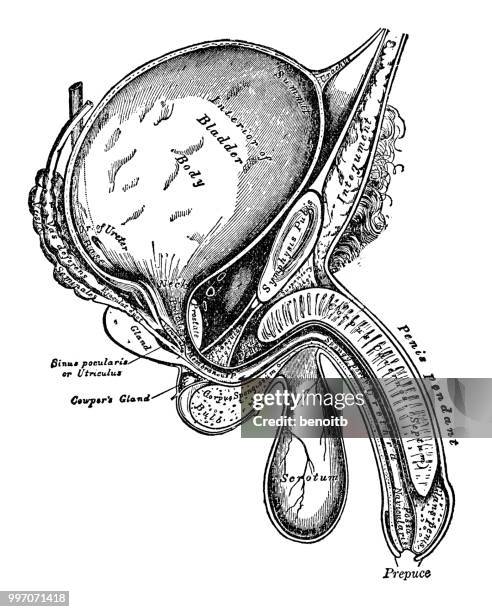 ilustraciones, imágenes clip art, dibujos animados e iconos de stock de diagrama de la anatomía masculina - bladder