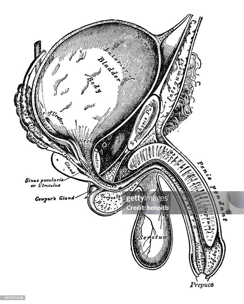 Male anatomy diagram