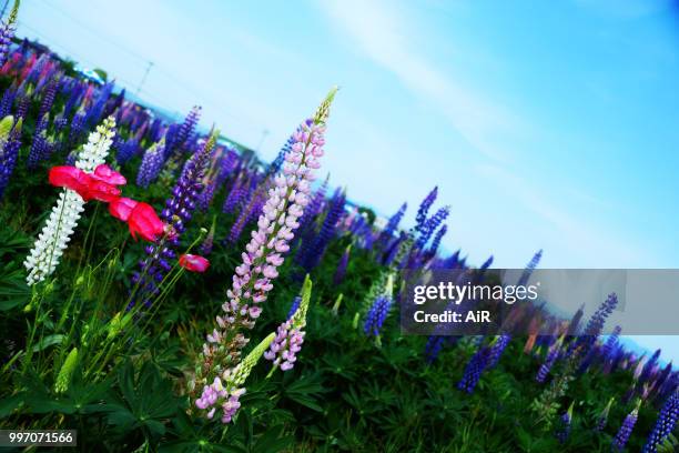 lupine - ai photos et images de collection