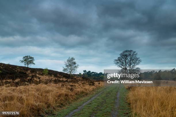 green path - william mevissen fotografías e imágenes de stock