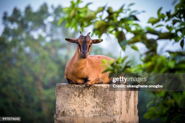 Goat Horn Tree Photos and Premium High Res Pictures - Getty Images