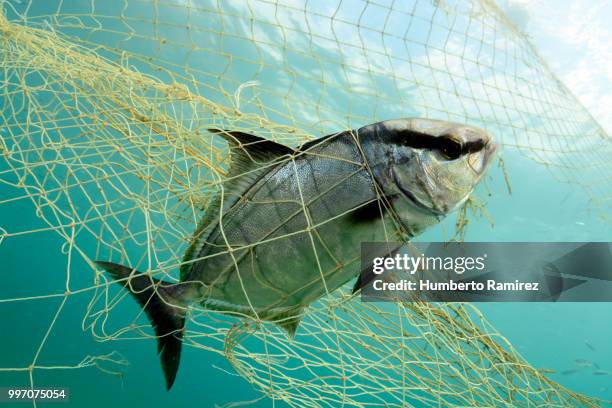 almaco jacks fighting for their lives. - perspectiva de un submarinista fotografías e imágenes de stock