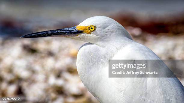 egret profile - snowy egret stock pictures, royalty-free photos & images