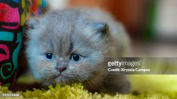 four weeks persian kitten - alajuela stockfoto's en -beelden
