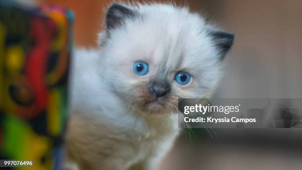 four weeks himalayan kitten - alajuela stockfoto's en -beelden