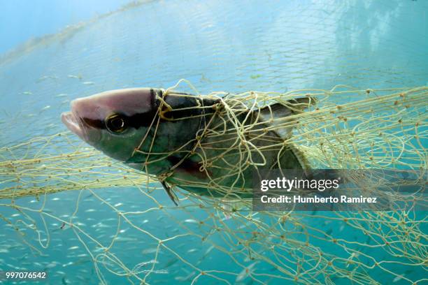 almaco jacks fighting for their lives. - perspectiva de un submarinista fotografías e imágenes de stock