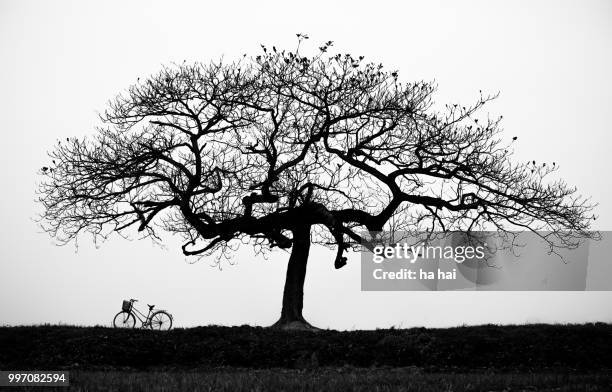 silhouette of tree in field and bike - park ha stock pictures, royalty-free photos & images