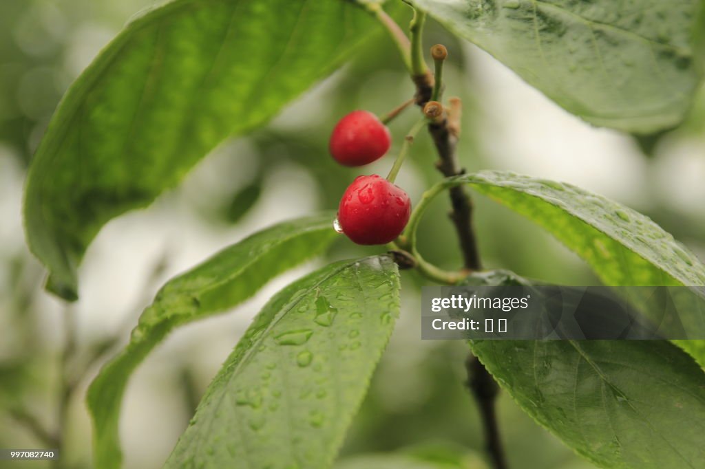 Cherry