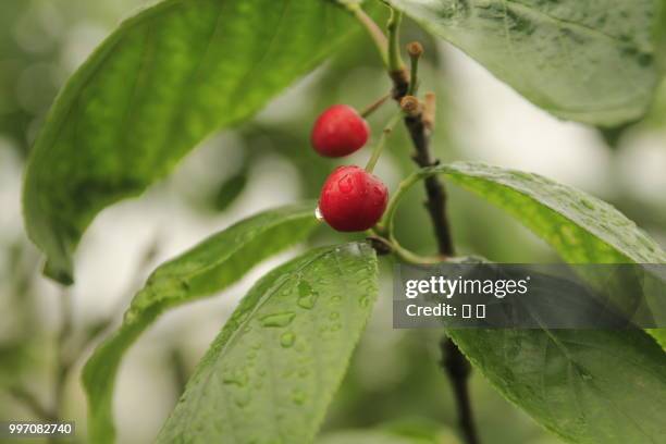 cherry - 海 foto e immagini stock