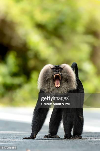 yawn? - macaco coda di leone foto e immagini stock