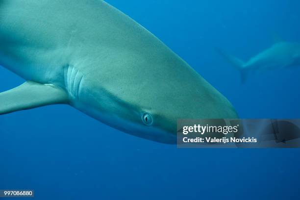 white shark underwater cuba caribbean sea - chondrichthyes stock-fotos und bilder