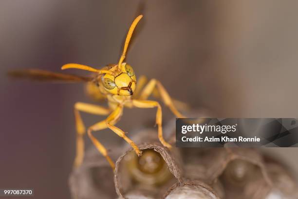 yellow paper wasp - paper wasp 個照片及圖片檔