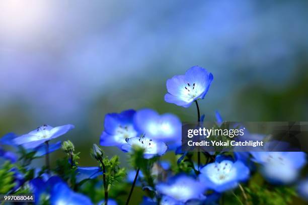 nemophila 4 - nemophila stock pictures, royalty-free photos & images