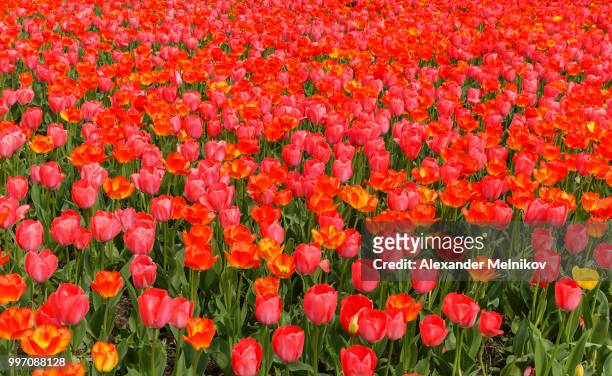 tulips in the gardens of vienna.austria - vienna_austria stock pictures, royalty-free photos & images