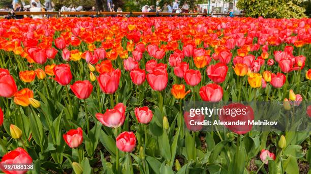 tulips in the gardens of vienna.austria - vienna_austria stock pictures, royalty-free photos & images